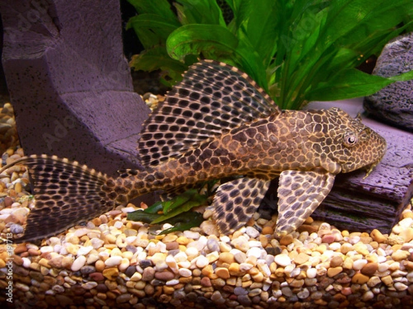 Obraz plecostomus