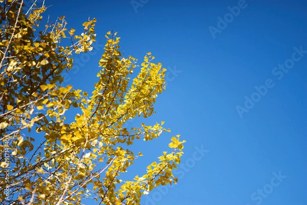 Fototapeta 青空と銀杏