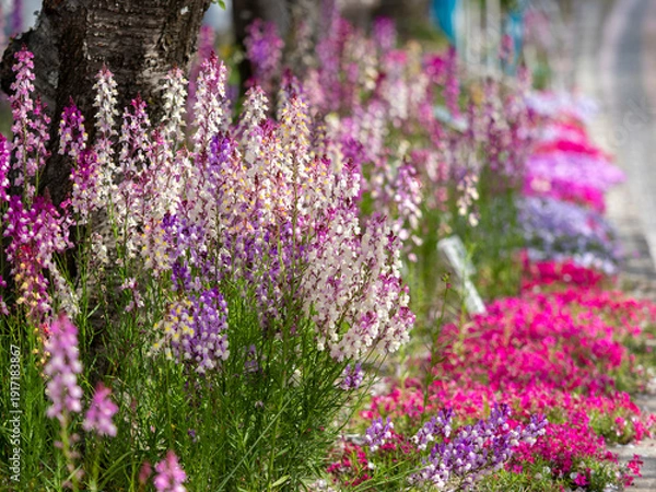 Obraz 花壇に咲いた姫金魚草