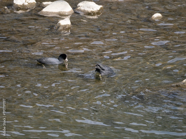 Obraz 水に潜って餌を食べるオオバン
