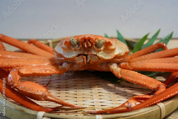Obraz 兵庫県産ベニズワイガニのアップ