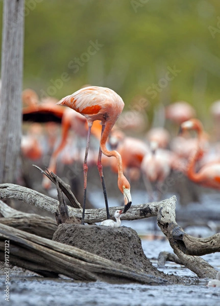 Fototapeta great flamingo