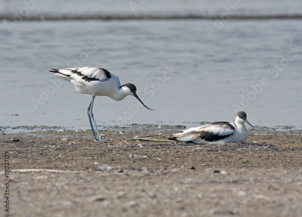 Fototapeta avocet