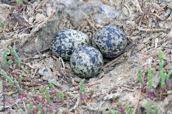Obraz lapwing nest