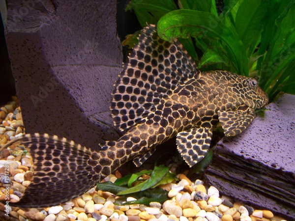 Obraz plecostomus