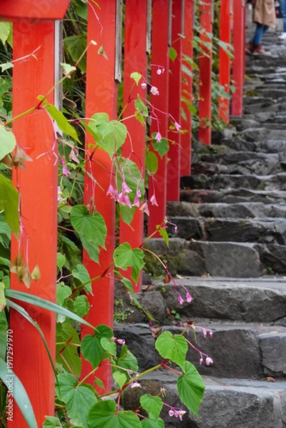 Obraz 京都貴船神社の参道に咲く秋海棠