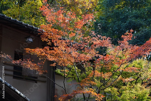 Obraz 秋の京都貴船の風景