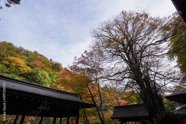 Obraz 京都貴船神社本殿横の桂の巨木