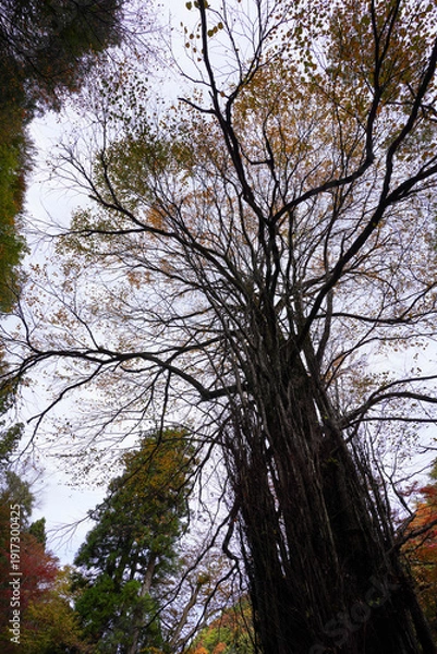 Obraz 京都貴船神社本殿横の桂の巨木