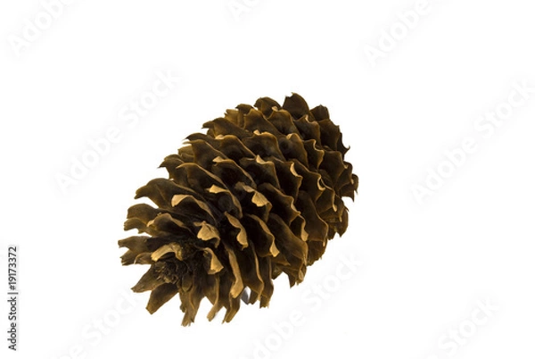 Fototapeta pine cones