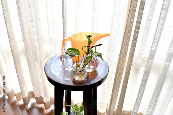 Obraz 窓辺の観葉植物