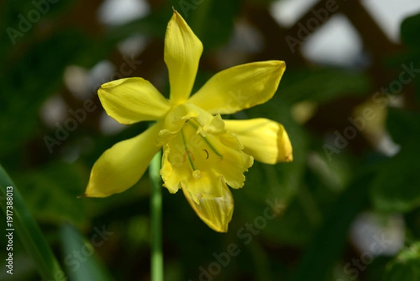 Fototapeta バラモンガイア・ウェベルバウエリ