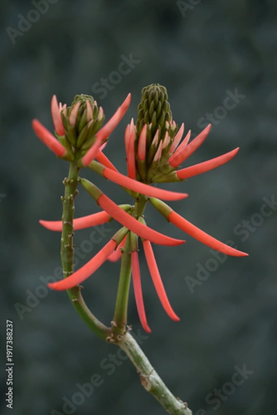 Fototapeta ブラジルデイゴ