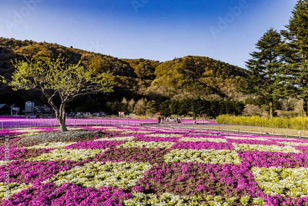 Obraz 山梨県　富士芝桜まつり