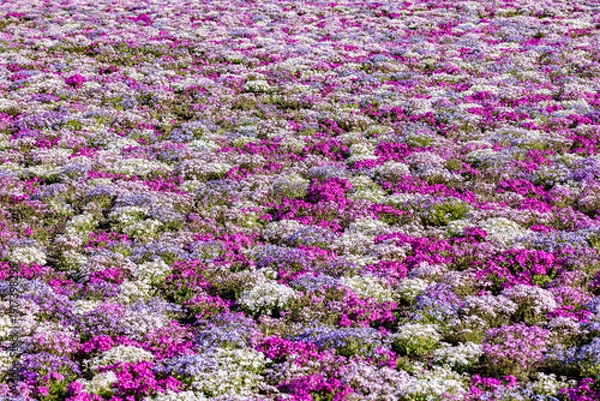 Obraz 山梨県　富士芝桜まつり