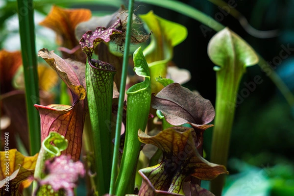 Obraz Carnivorous Plant