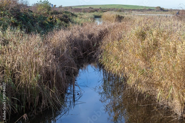 Fototapeta nature reserve in Rainham Marshes with a blue stream and reeds on a sunny day
