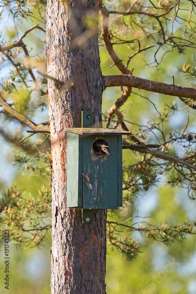 Fototapeta Starling at a neasting box