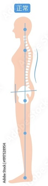 Obraz 正しい姿勢の女性　背骨と骨盤