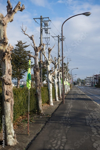 Obraz 田舎の濡れた並木道