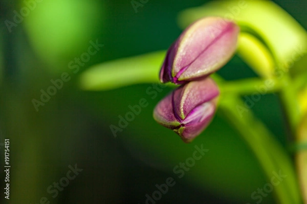 Fototapeta つぼみ２つ