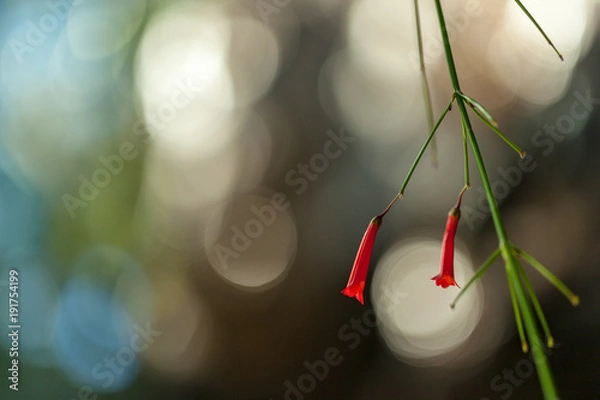 Fototapeta 赤い花