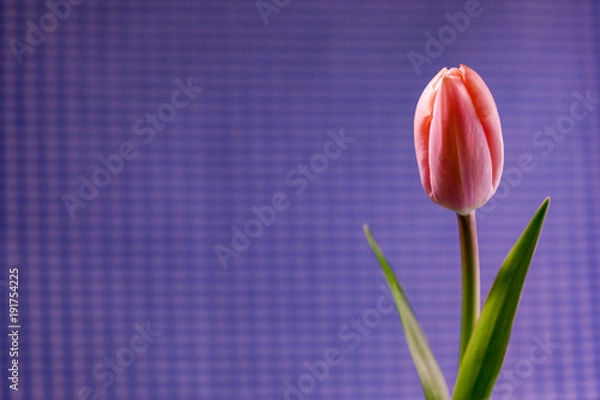 Fototapeta チューリップ７