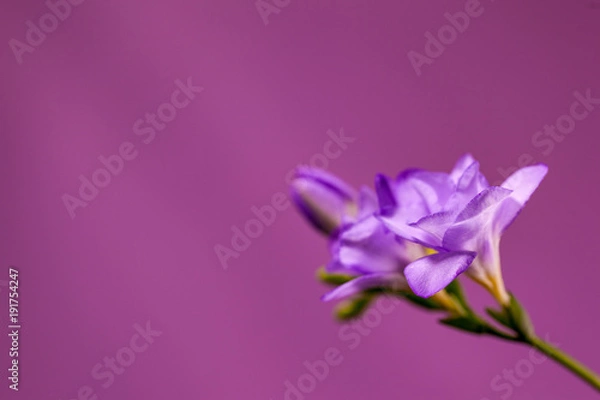 Fototapeta 紫の花