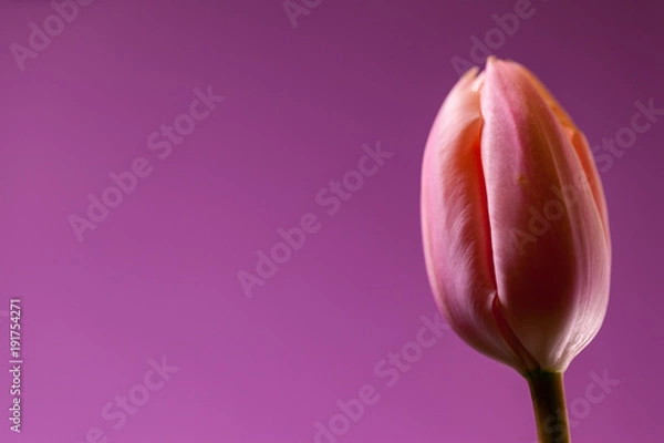 Fototapeta チューリップ４