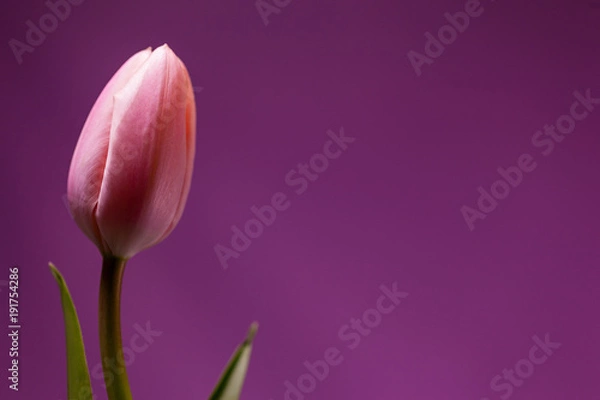 Fototapeta チューリップ３