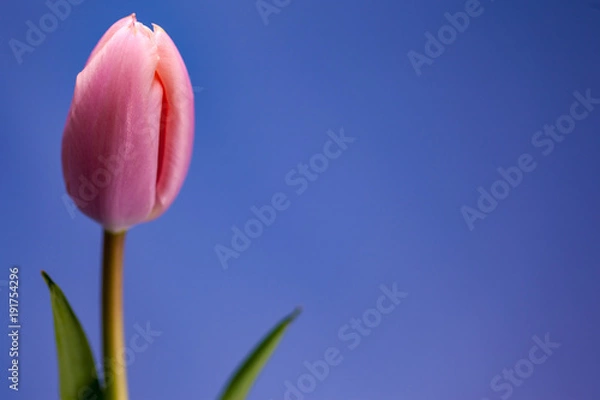 Fototapeta チューリップ２