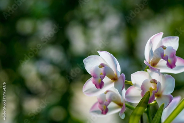 Fototapeta 可憐なピンク