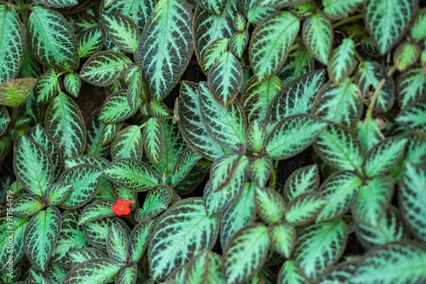 Fototapeta 赤い花