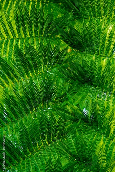 Fototapeta シダの饗宴