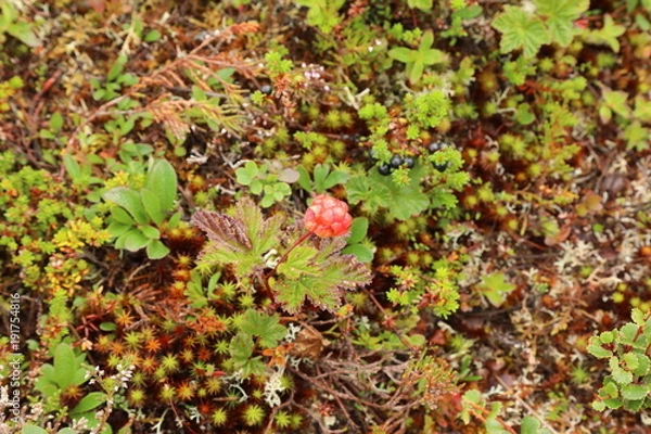 Obraz Cloudberry, Rubus chamaemorus