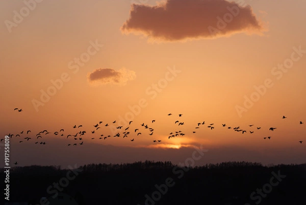 Obraz 夕焼け空とマガンの群れ