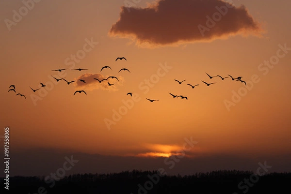 Obraz 夕焼け空とマガンの群れ