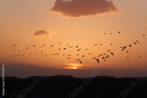 Obraz 夕焼け空とマガンの群れ
