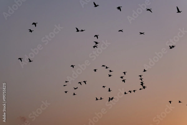 Obraz 夕焼け空とマガンの群れ