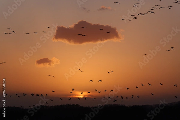 Obraz 夕焼け空とマガンの群れ
