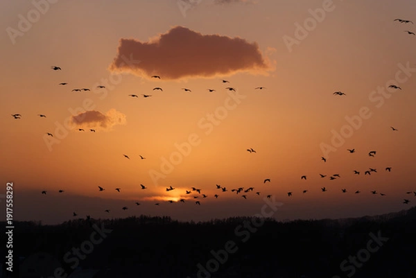 Obraz 夕焼け空とマガンの群れ
