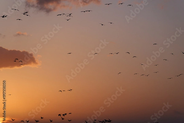 Obraz 夕焼け空とマガンの群れ