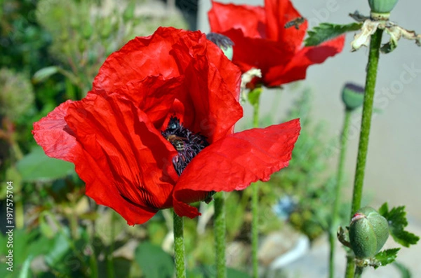 Obraz Papaver Orientale