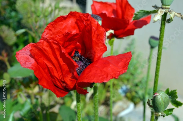 Obraz Papaver Orientale