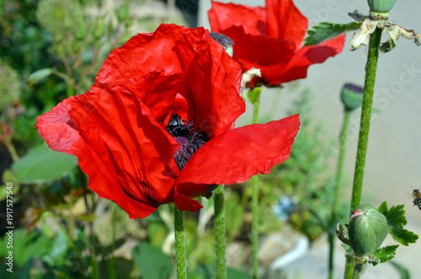 Obraz Papaver Orientale
