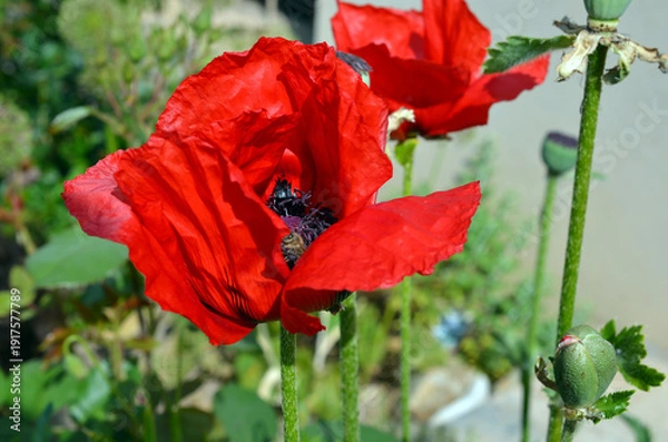 Obraz Papaver Orientale