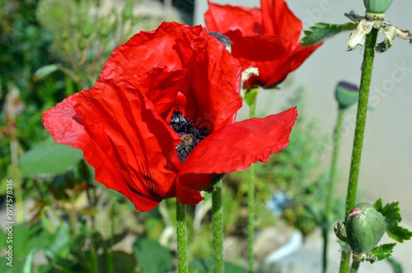 Obraz Papaver Orientale