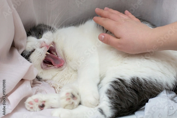 Obraz Mad and evil cat and the owner's hand trying to pat it