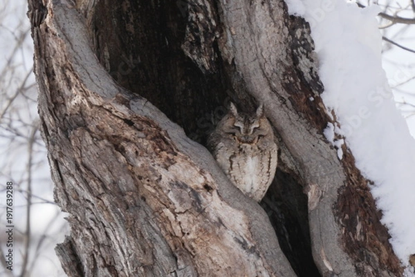 Obraz 洞で寝るオオコノハズク