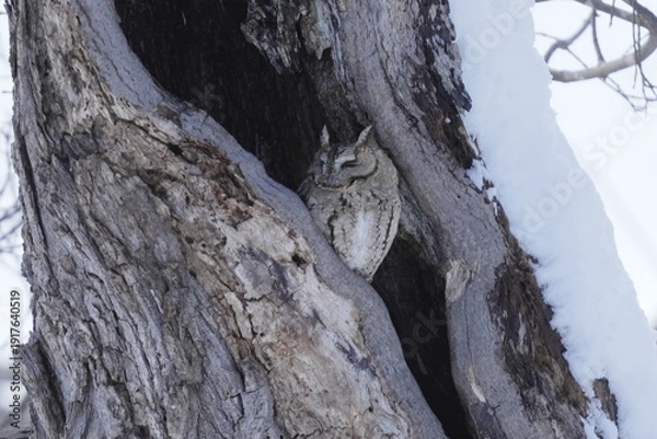 Obraz 洞で寝るオオコノハズク